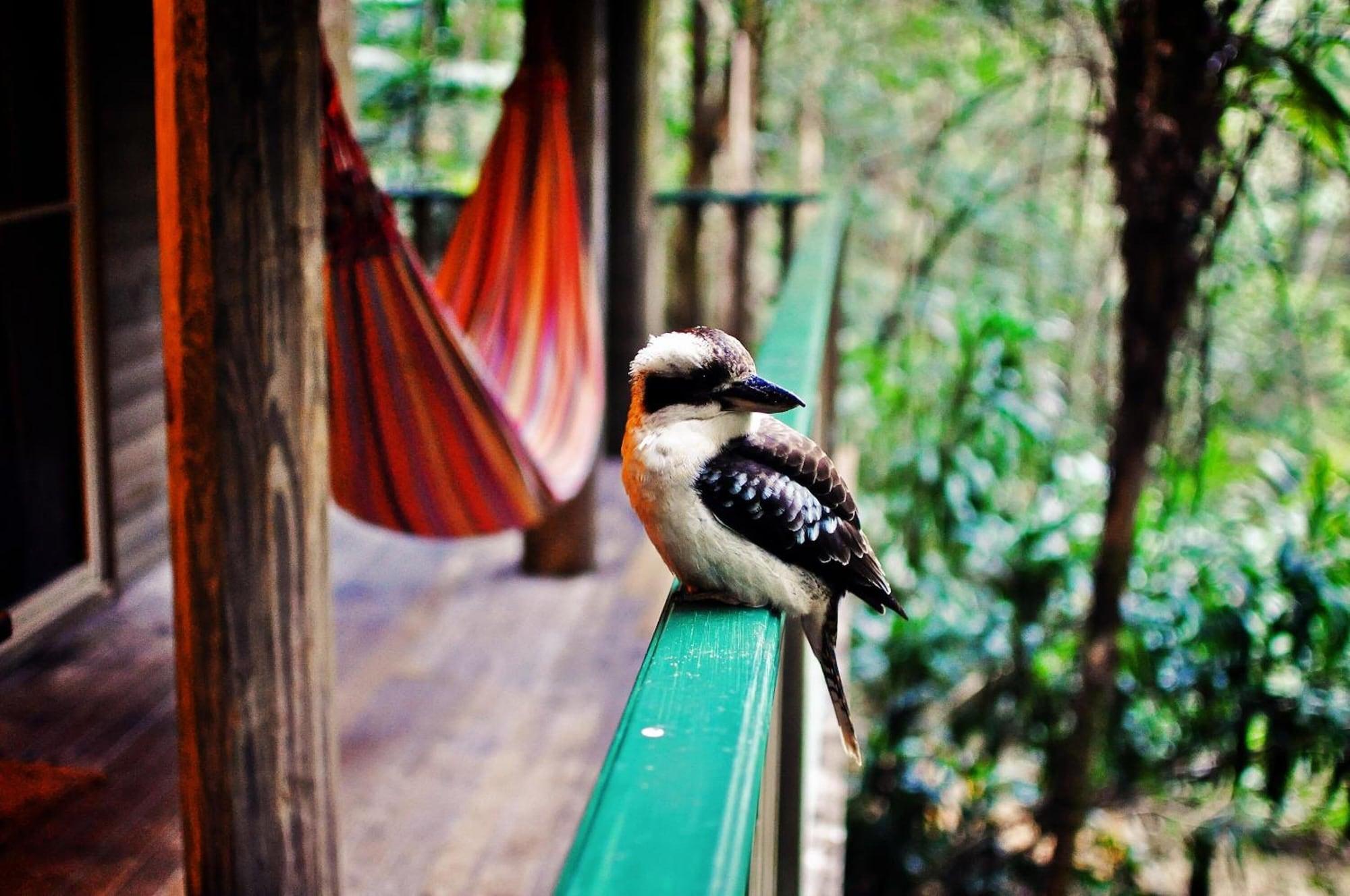 Narrows Escape Rainforest Retreat Montville Exterior photo