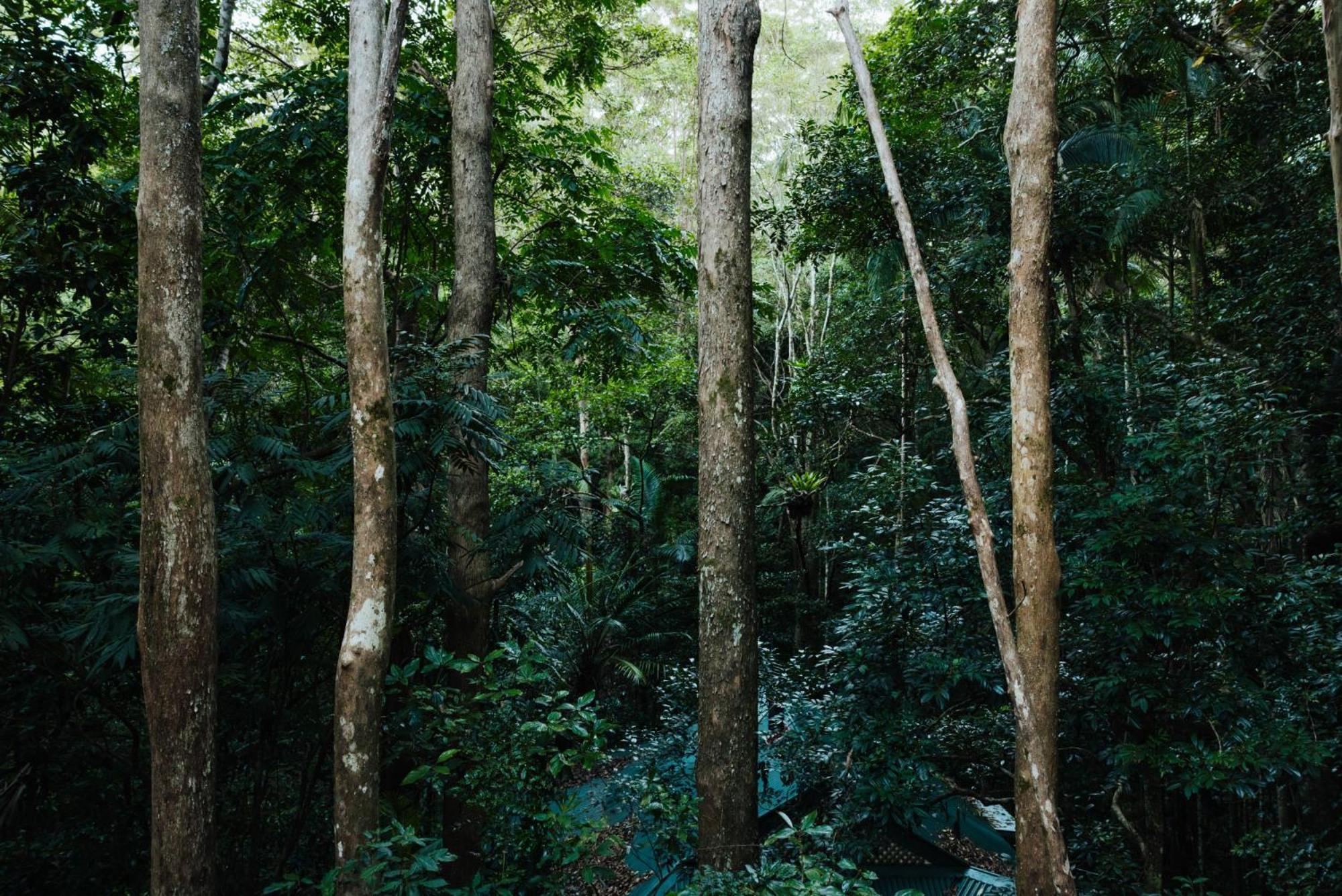 Narrows Escape Rainforest Retreat Montville Exterior photo